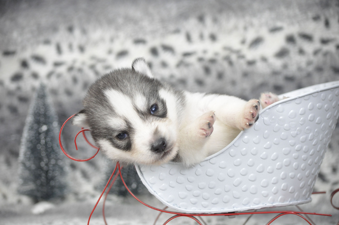 Angel Inside's - Chiots disponibles - Siberian Husky