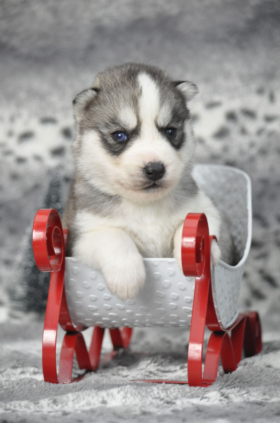 Angel Inside's - Chiots disponibles - Siberian Husky