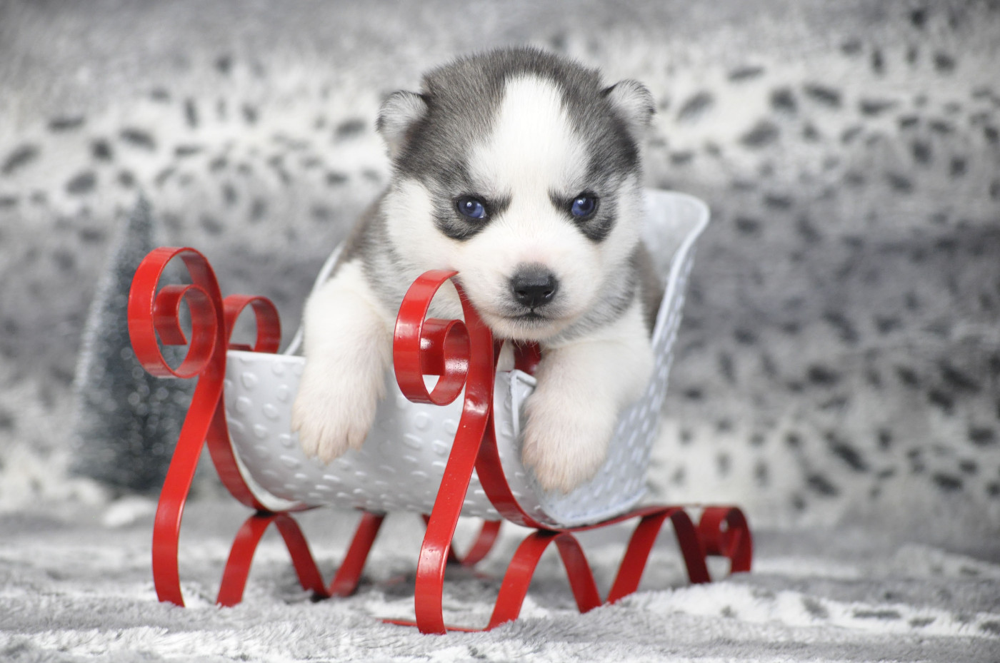Angel Inside's - Chiots disponibles - Siberian Husky