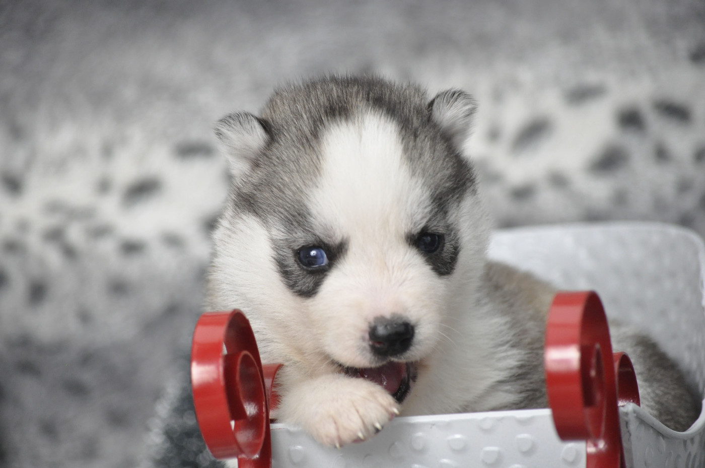 Angel Inside's - Chiots disponibles - Siberian Husky