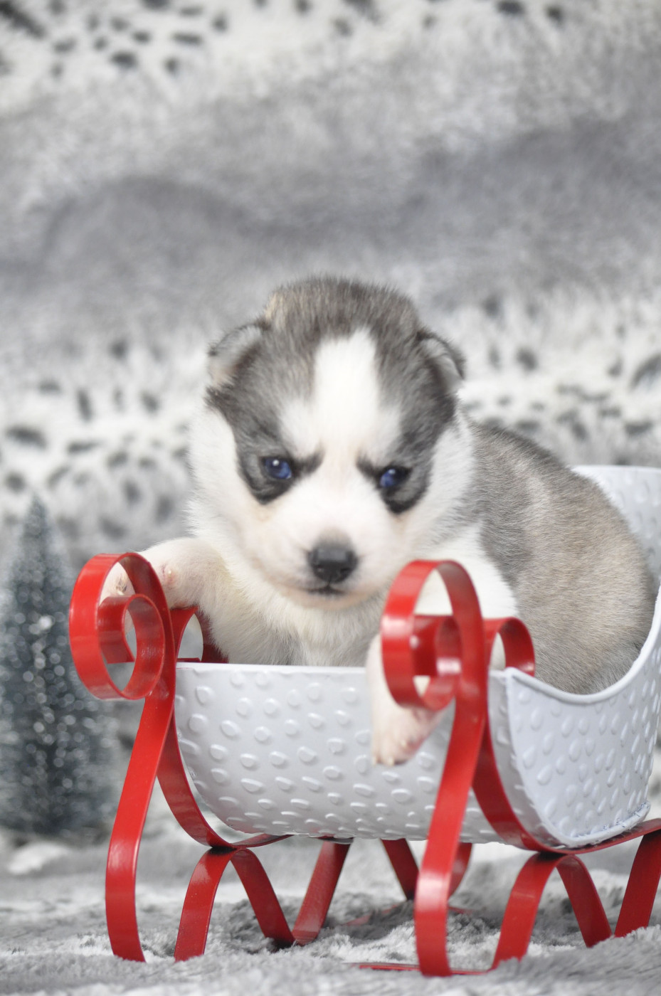Angel Inside's - Chiots disponibles - Siberian Husky