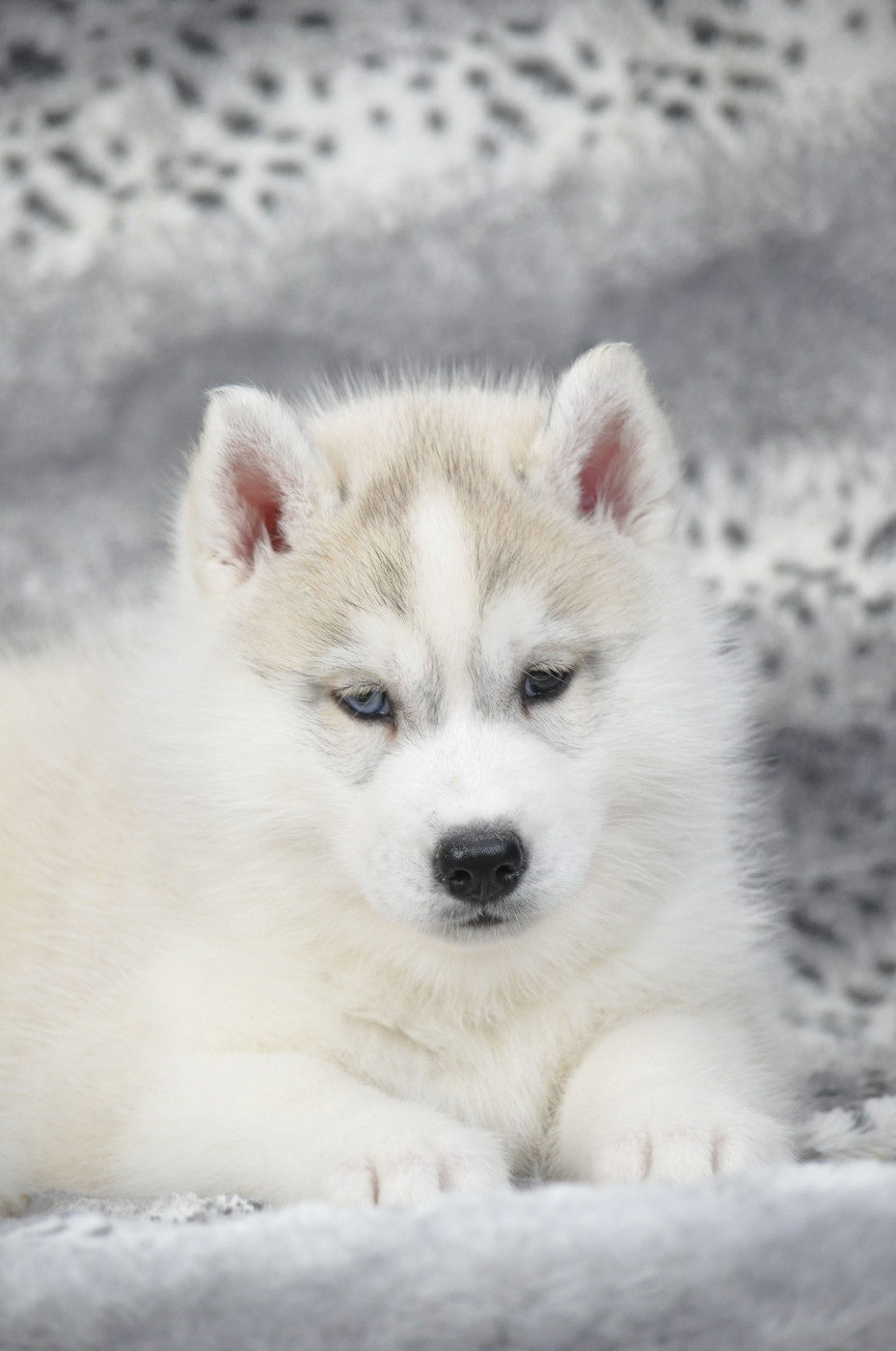 Angel Inside's - Chiots disponibles - Siberian Husky