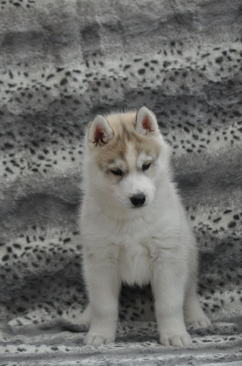 Angel Inside's - Chiots disponibles - Siberian Husky