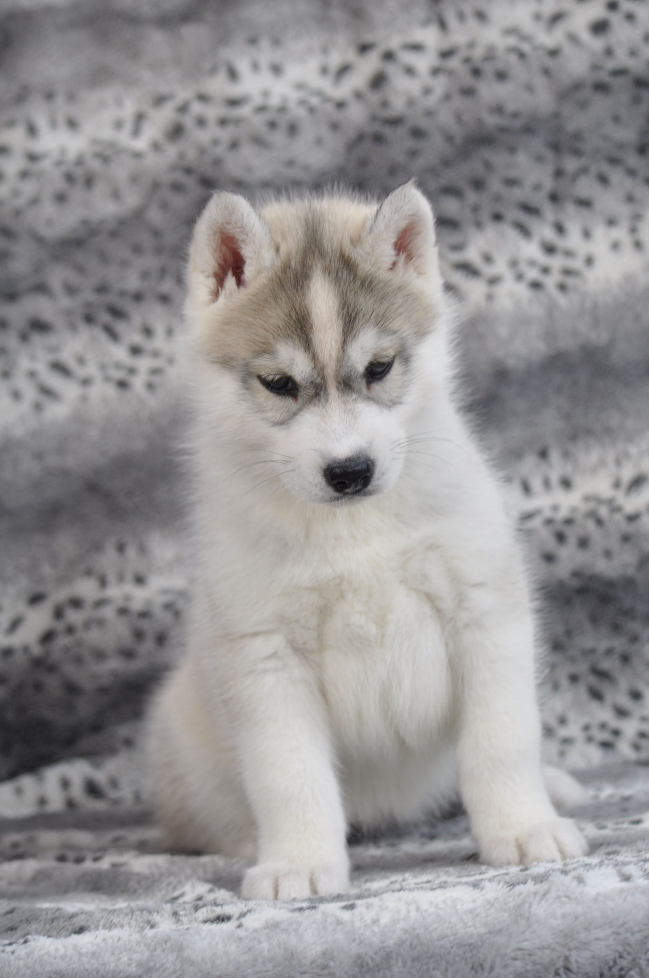 Angel Inside's - Chiots disponibles - Siberian Husky