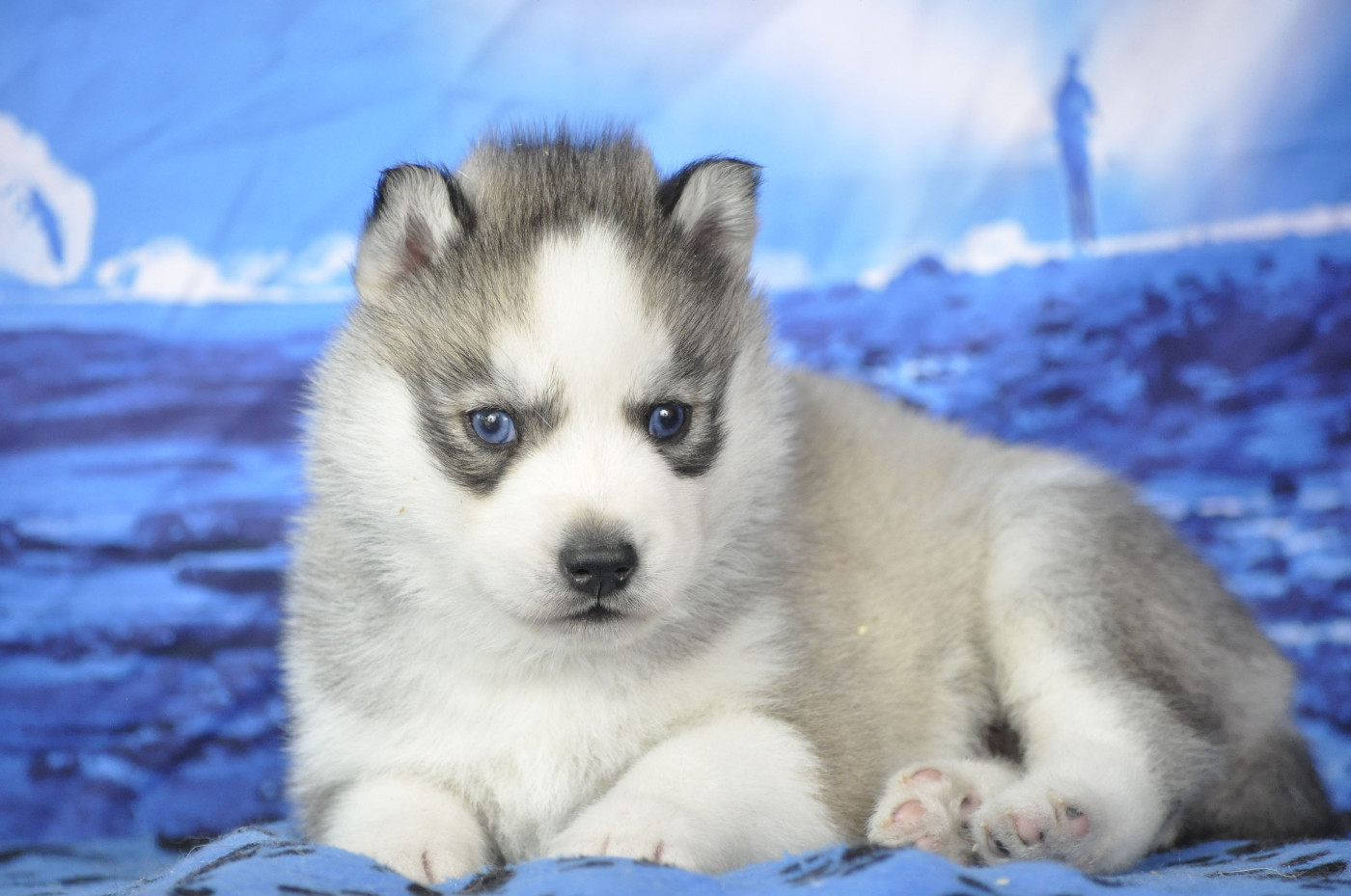 Angel Inside's - Chiots disponibles - Siberian Husky