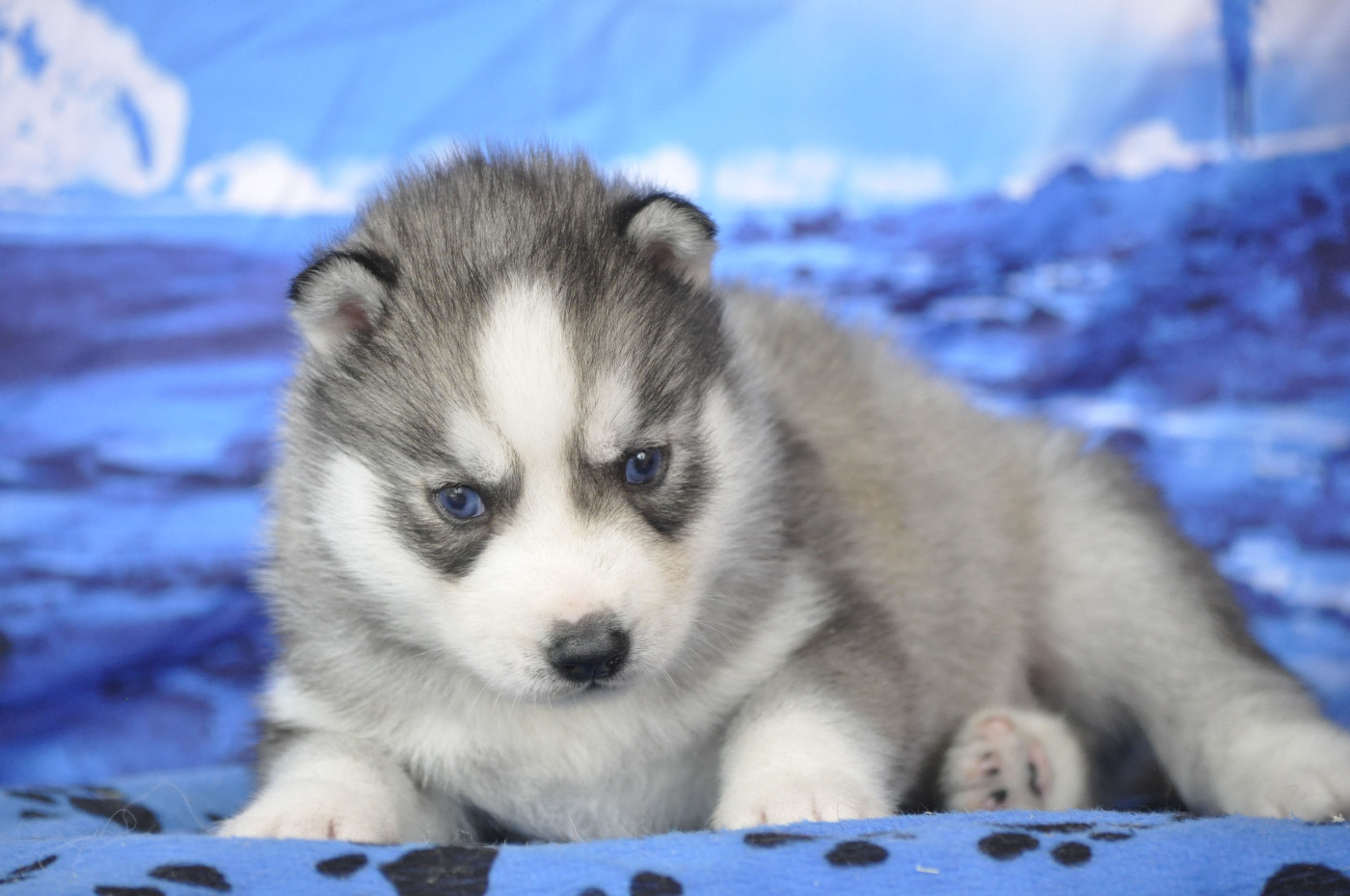 Angel Inside's - Chiots disponibles - Siberian Husky