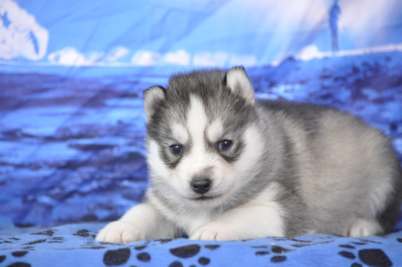 Angel Inside's - Chiots disponibles - Siberian Husky