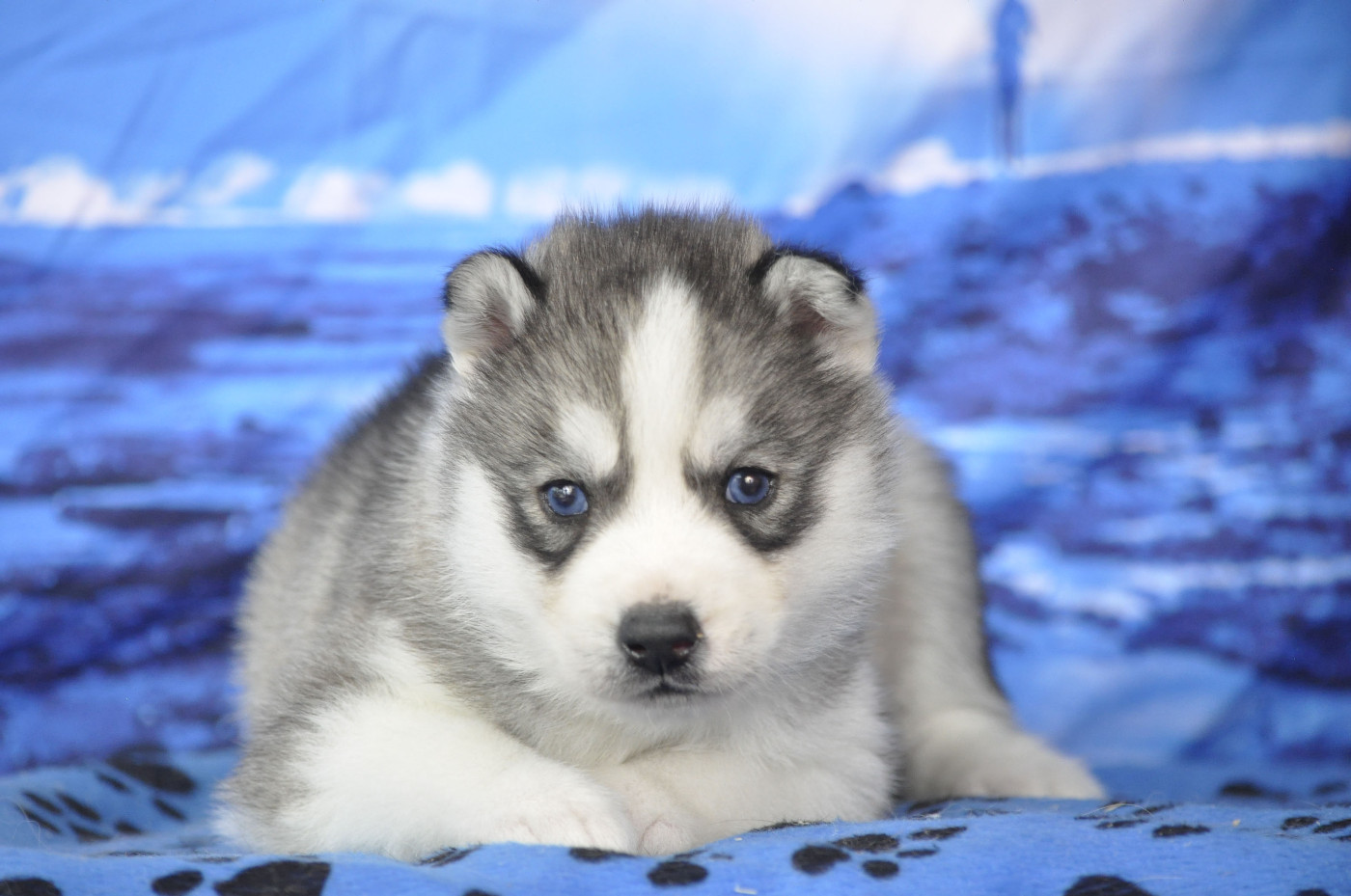 Angel Inside's - Chiots disponibles - Siberian Husky