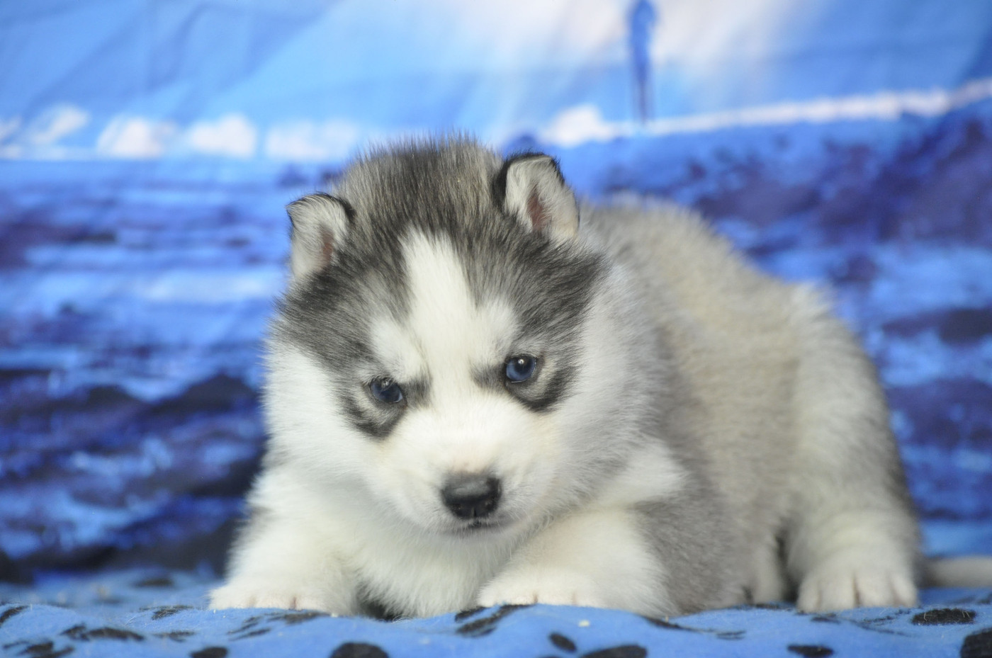 Angel Inside's - Chiots disponibles - Siberian Husky