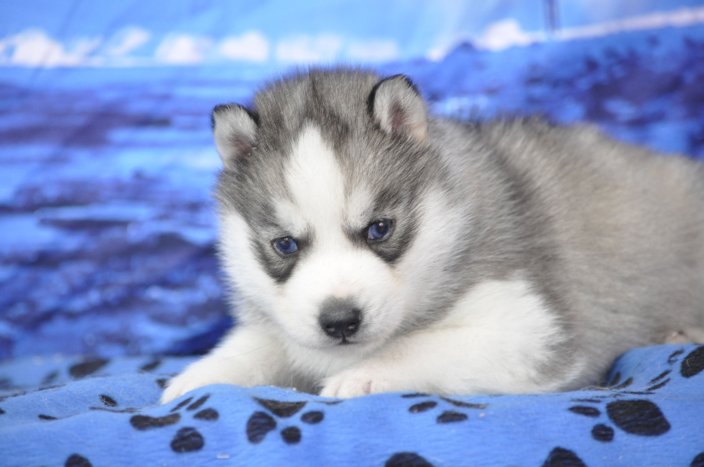 Angel Inside's - Chiots disponibles - Siberian Husky