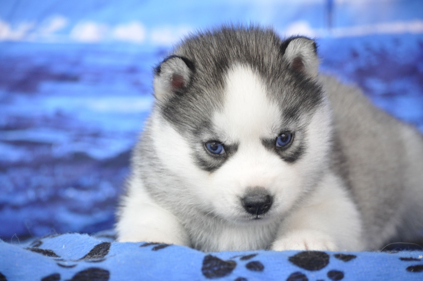 Angel Inside's - Chiots disponibles - Siberian Husky