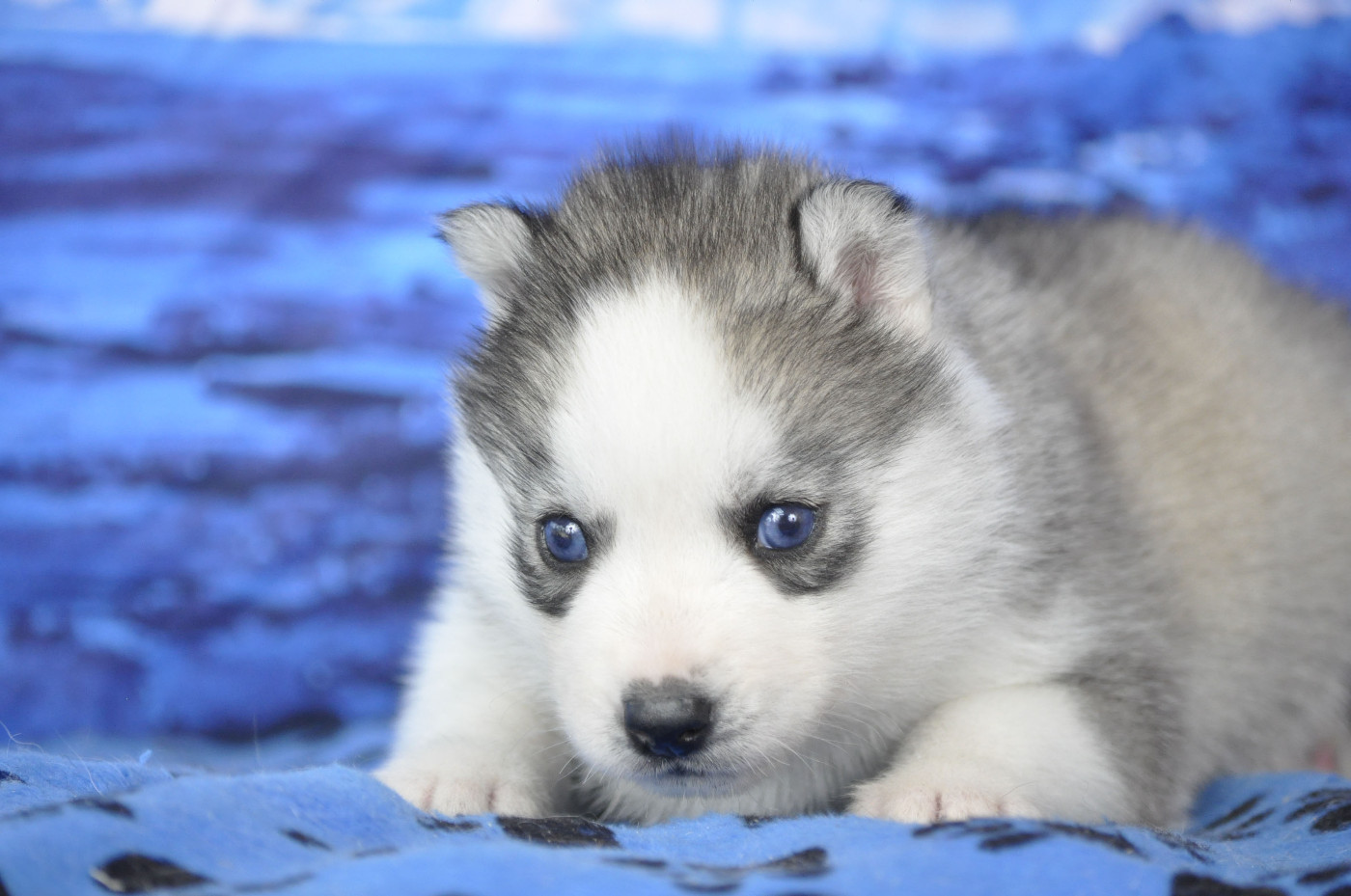 Angel Inside's - Chiots disponibles - Siberian Husky