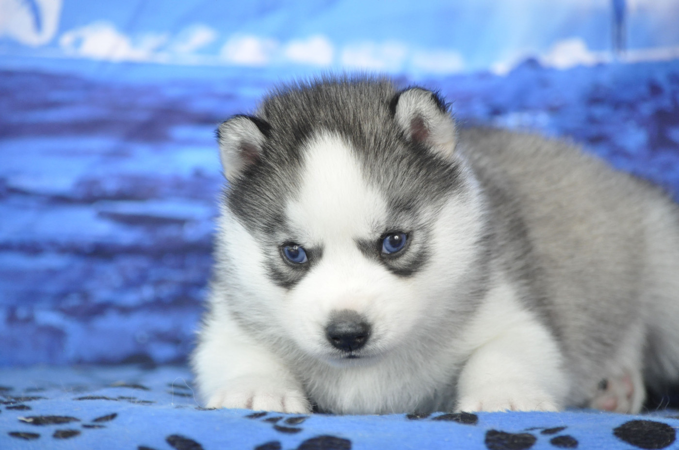 Angel Inside's - Chiots disponibles - Siberian Husky