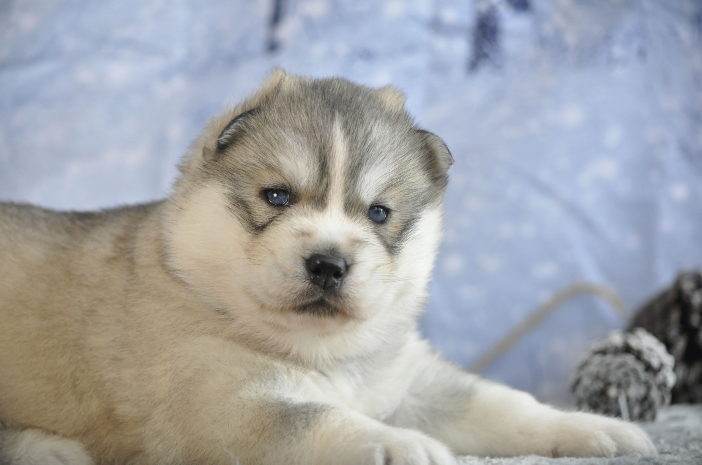 Angel Inside's - Chiots disponibles - Siberian Husky