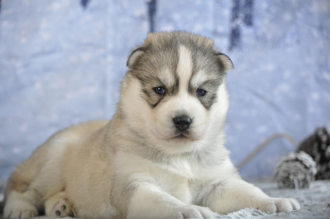 Angel Inside's - Chiots disponibles - Siberian Husky