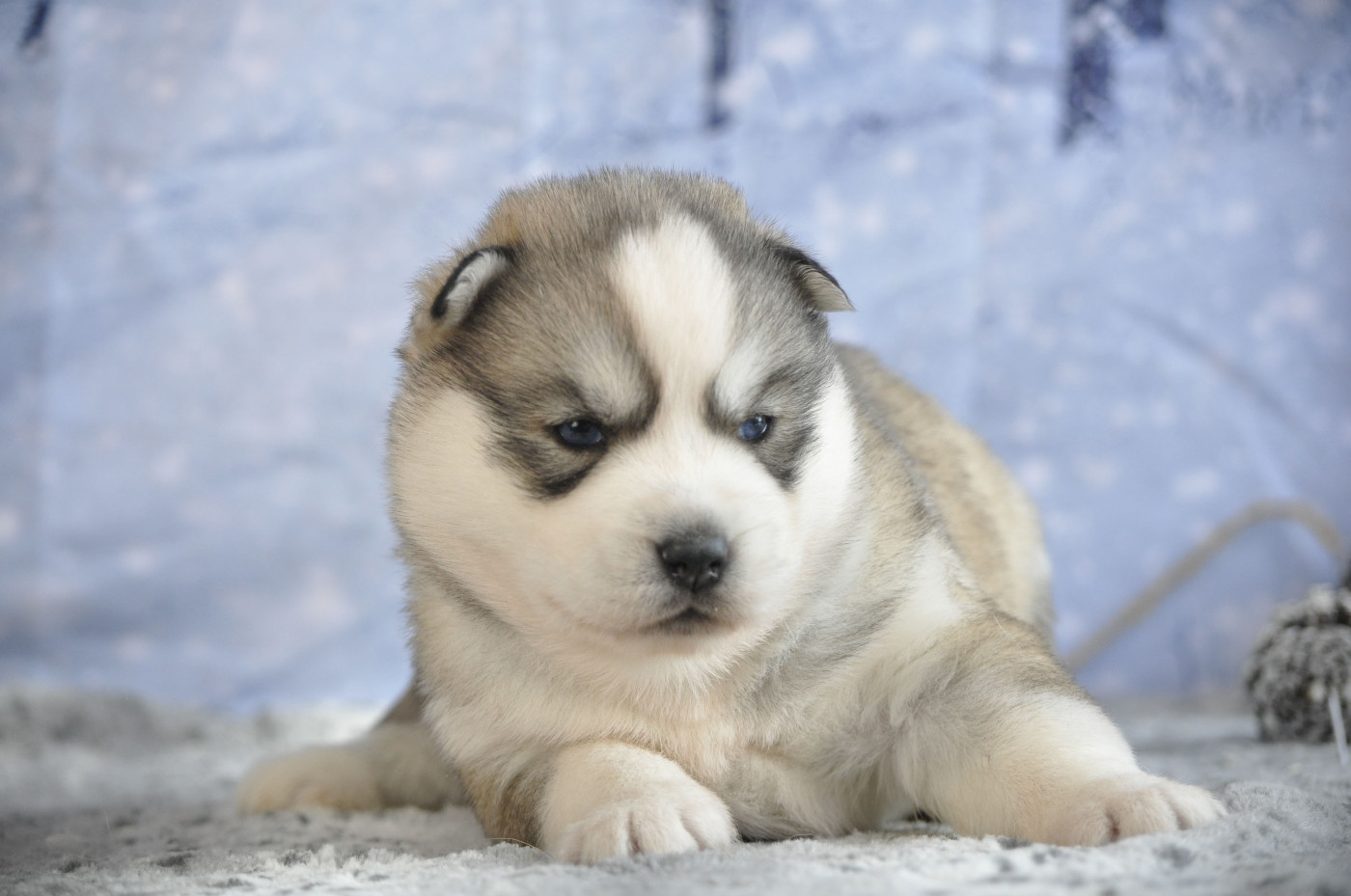 Angel Inside's - Chiots disponibles - Siberian Husky