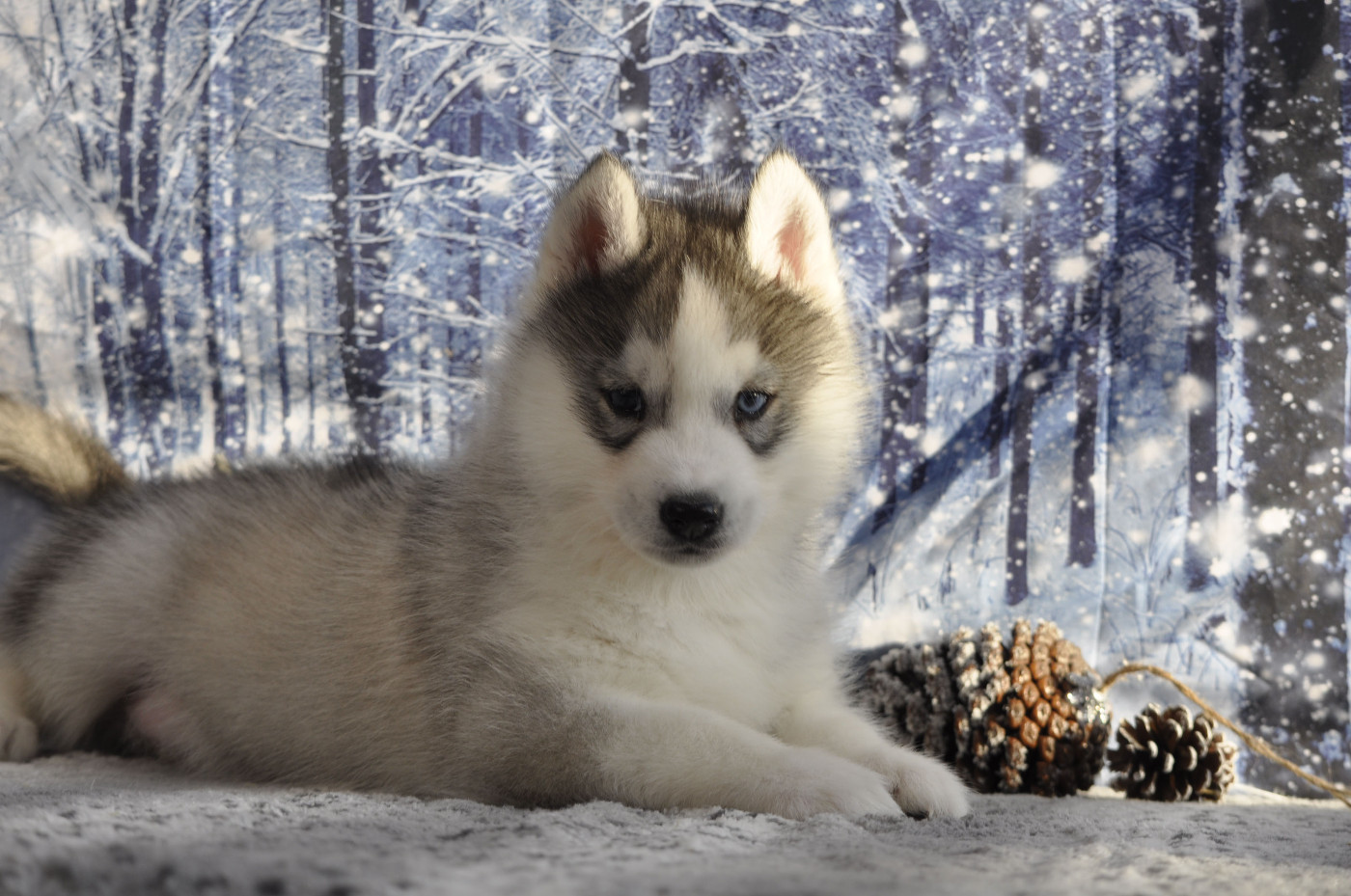 Angel Inside's - Chiots disponibles - Siberian Husky