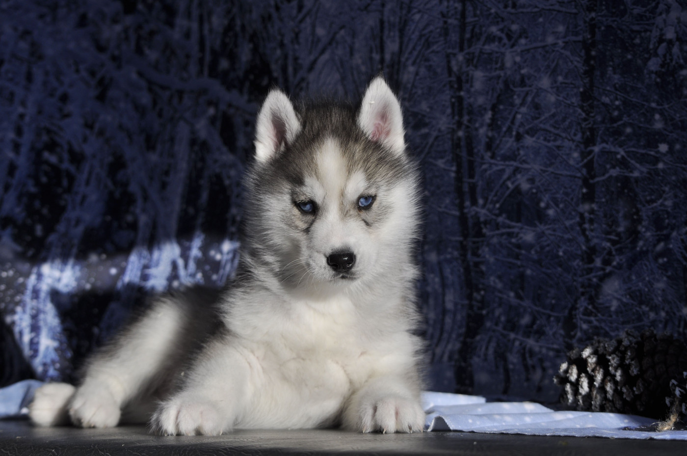 Angel Inside's - Chiots disponibles - Siberian Husky