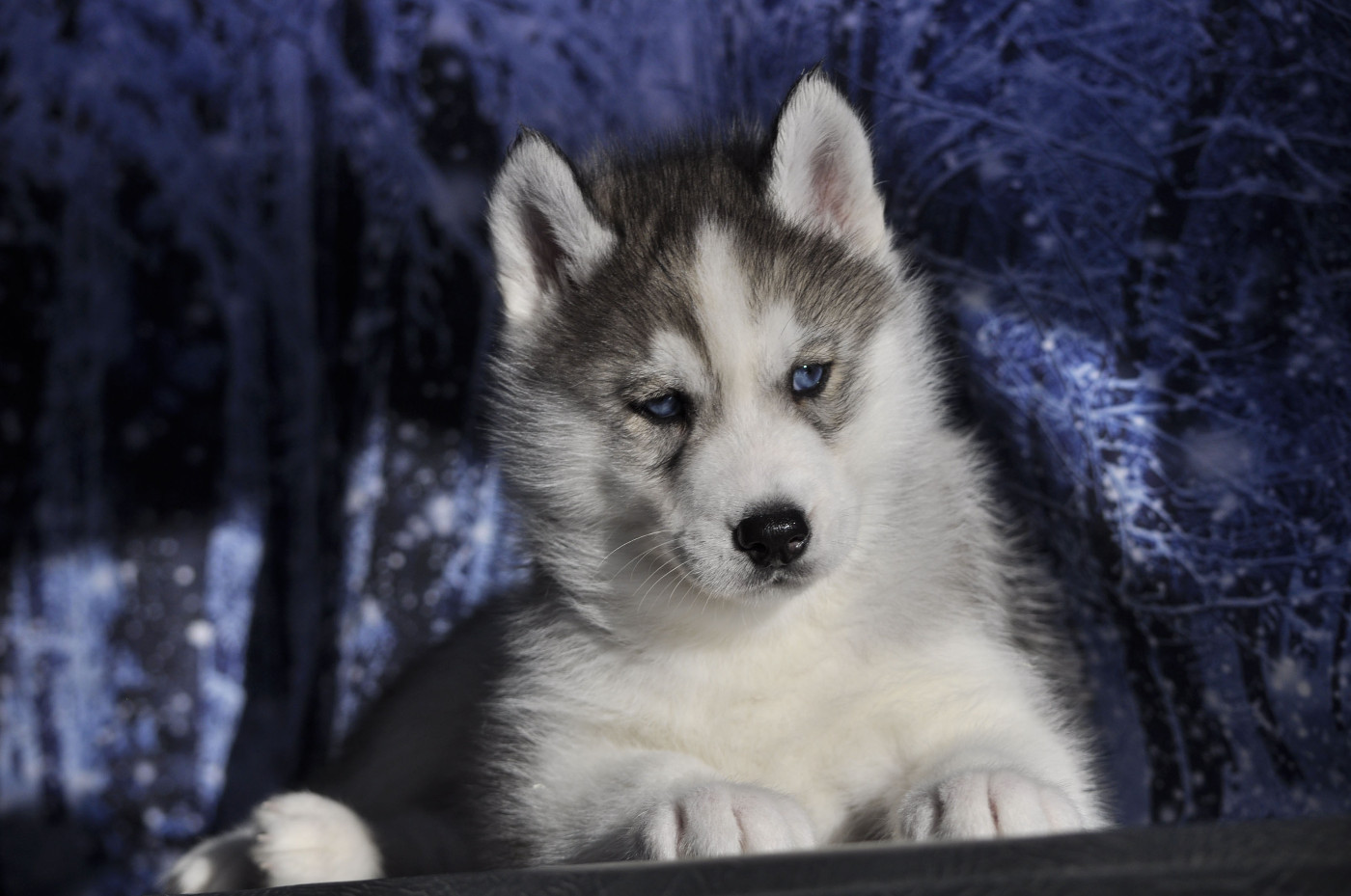 Angel Inside's - Siberian Husky - Portée née le 20/11/2025