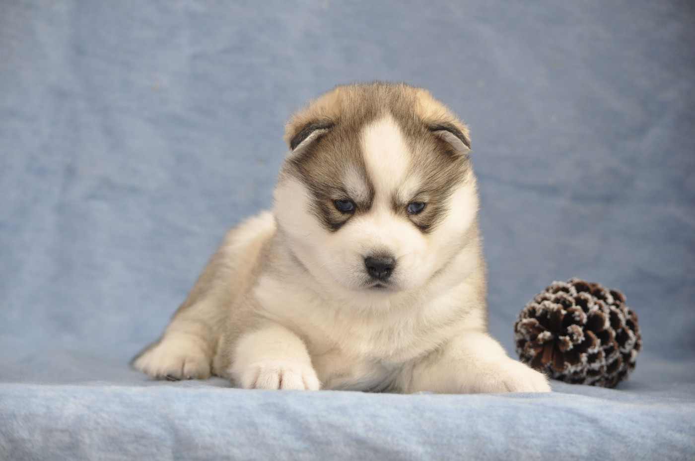 Angel Inside's - Chiots disponibles - Siberian Husky