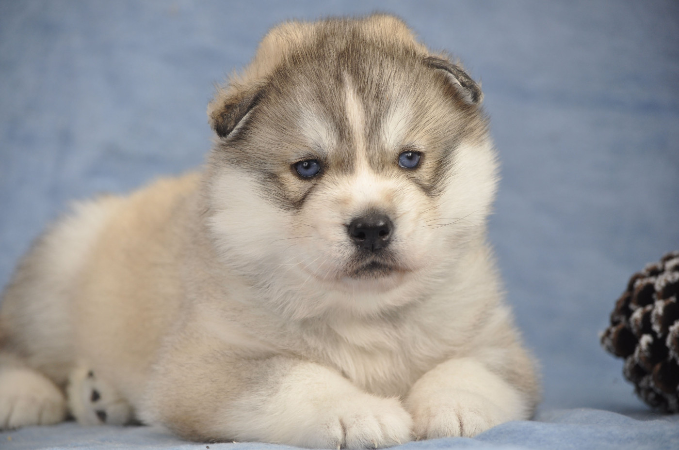Angel Inside's - Chiots disponibles - Siberian Husky