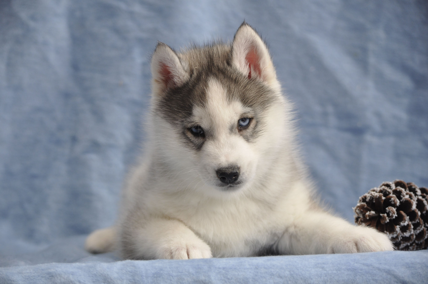 Angel Inside's - Chiots disponibles - Siberian Husky