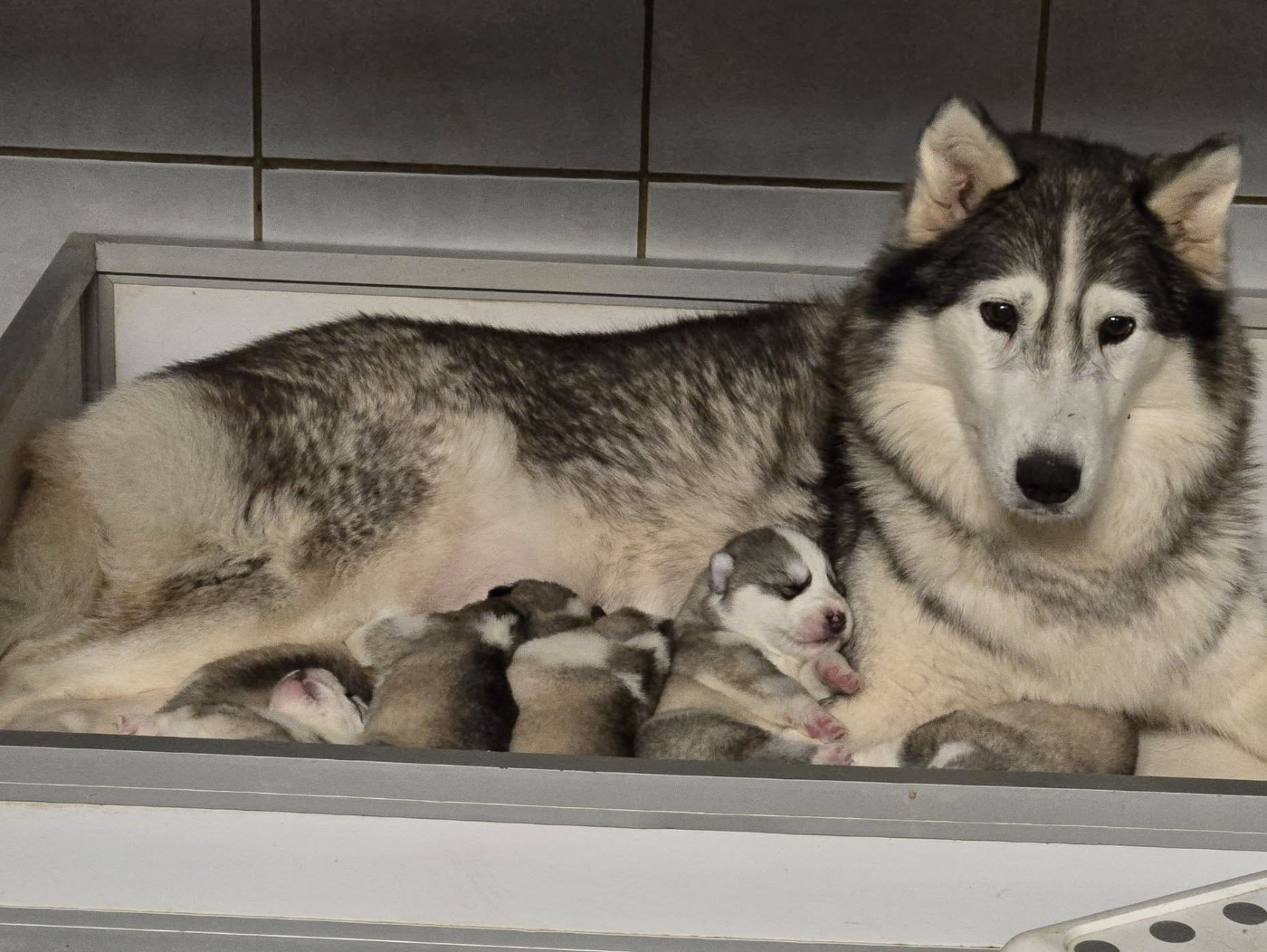 Angel Inside's - Chiots disponibles - Siberian Husky