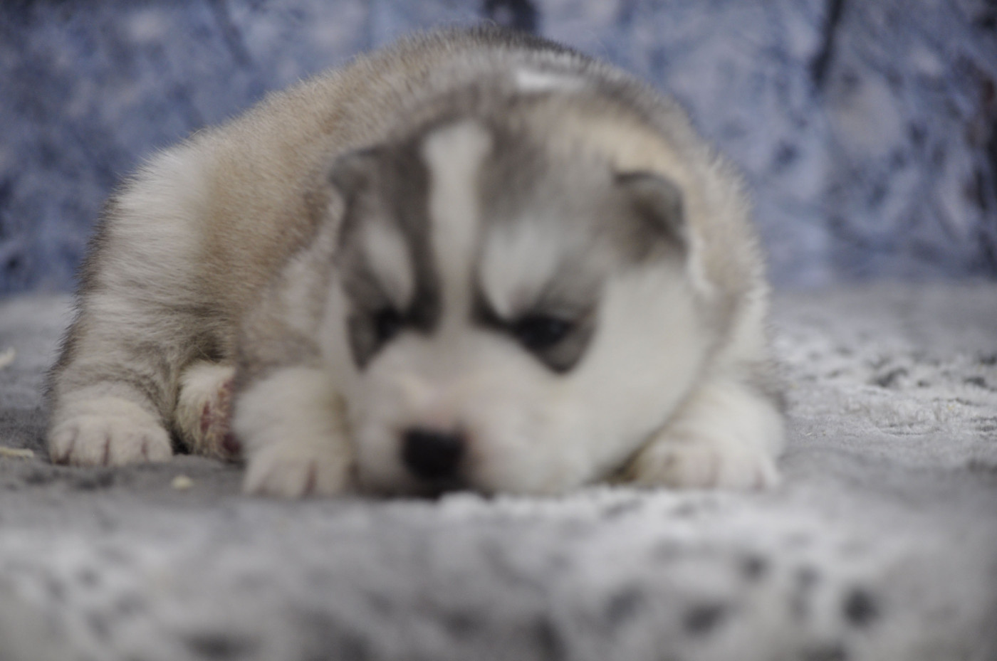 Angel Inside's - Chiots disponibles - Siberian Husky