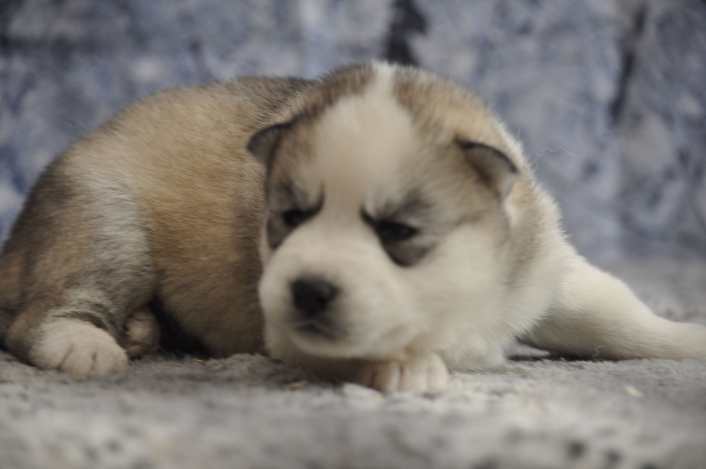 Angel Inside's - Chiots disponibles - Siberian Husky
