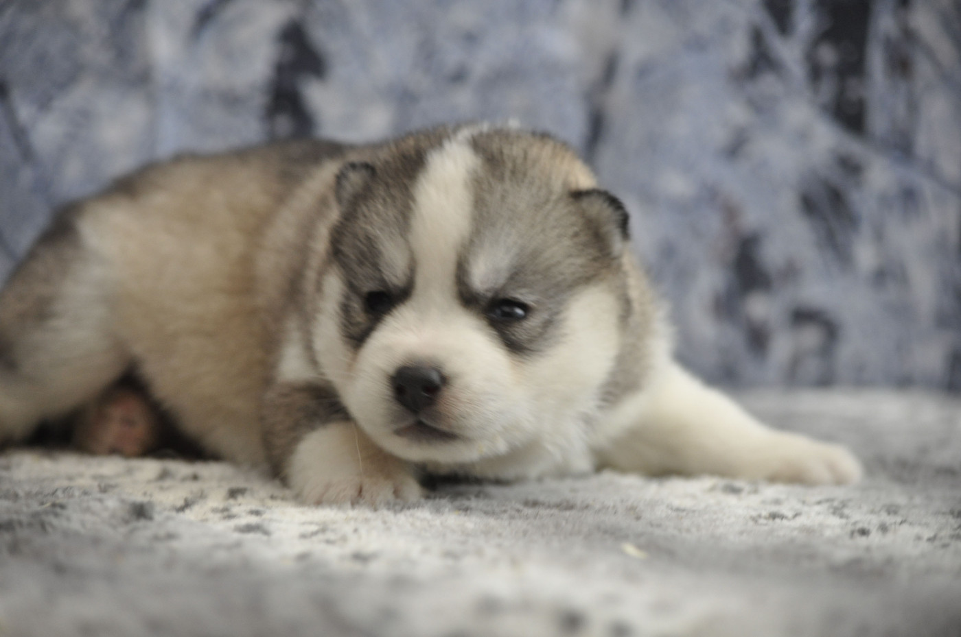 Angel Inside's - Chiots disponibles - Siberian Husky