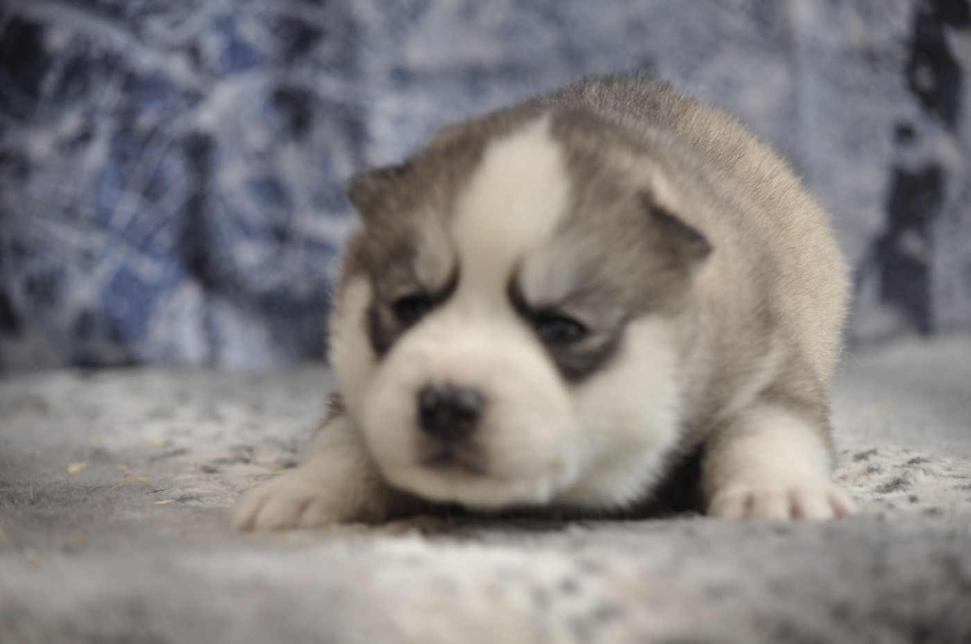 Angel Inside's - Chiots disponibles - Siberian Husky