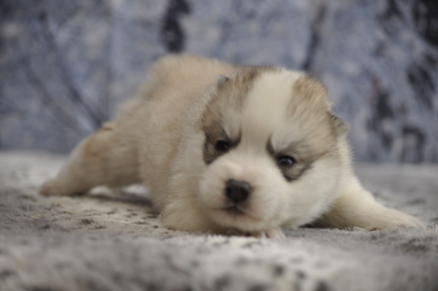 Angel Inside's - Chiots disponibles - Siberian Husky