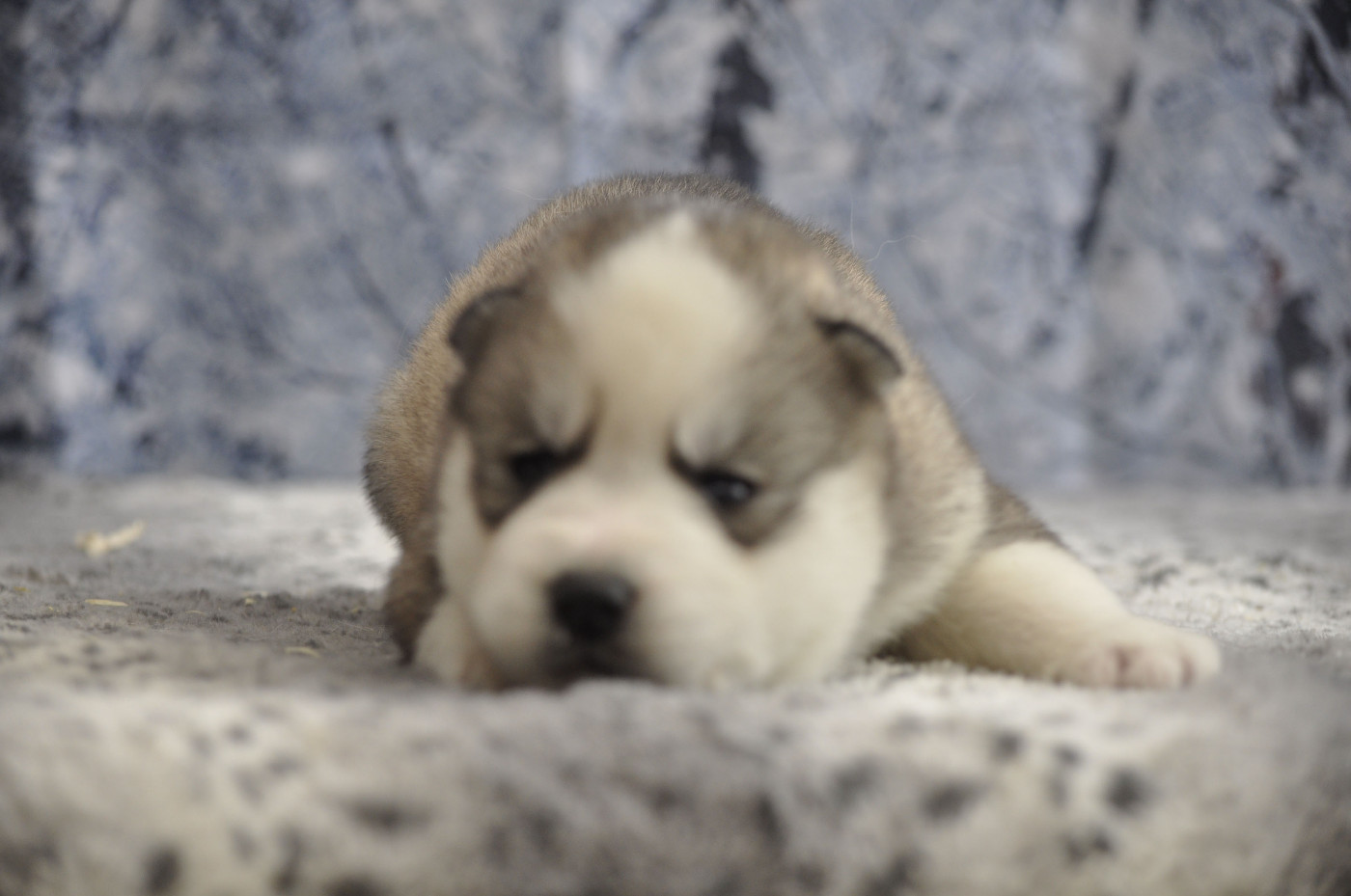 Angel Inside's - Chiots disponibles - Siberian Husky