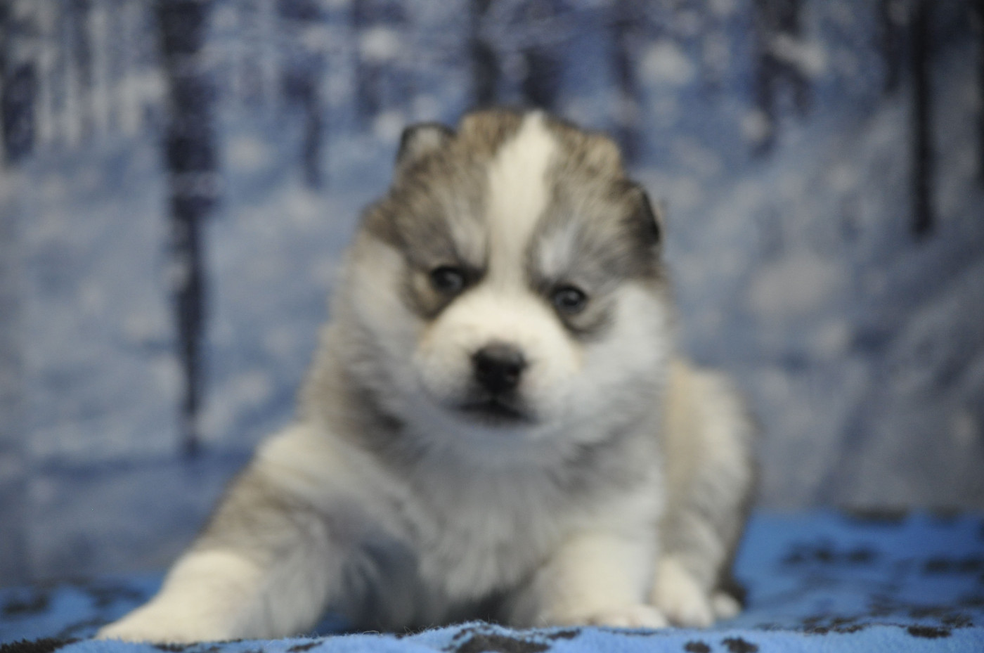 Angel Inside's - Chiots disponibles - Siberian Husky