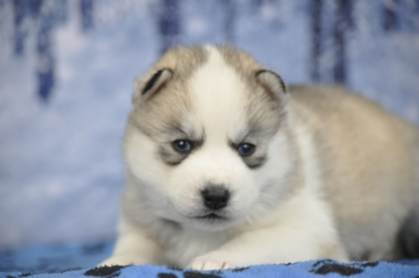 Angel Inside's - Chiots disponibles - Siberian Husky