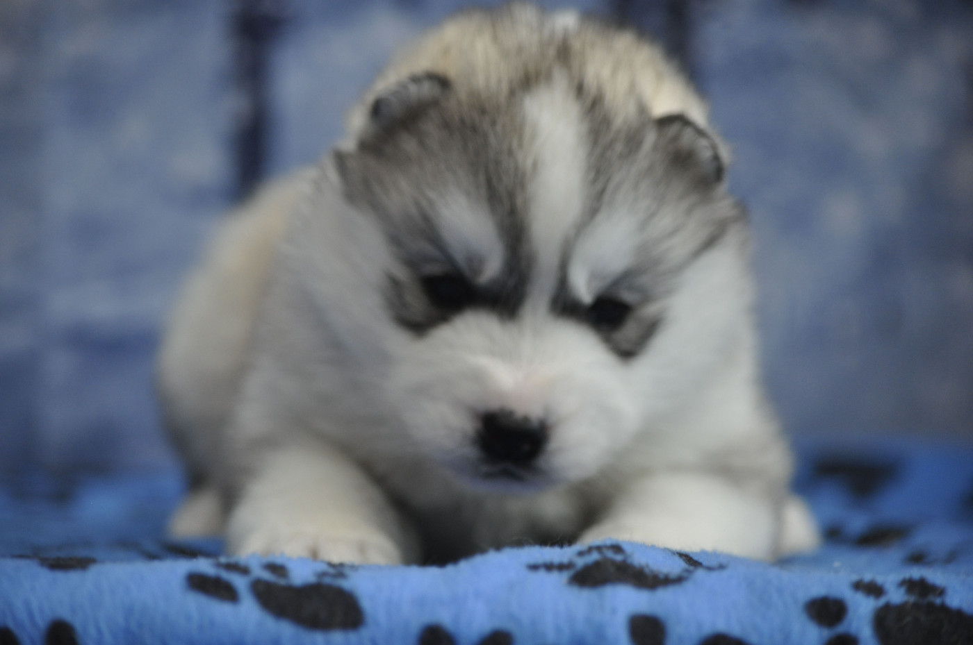 Angel Inside's - Chiots disponibles - Siberian Husky