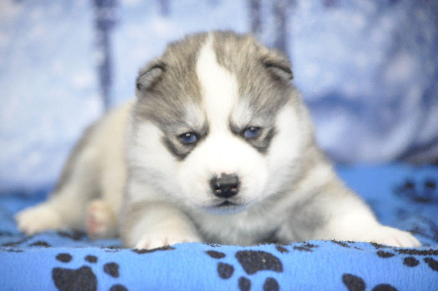Angel Inside's - Chiots disponibles - Siberian Husky