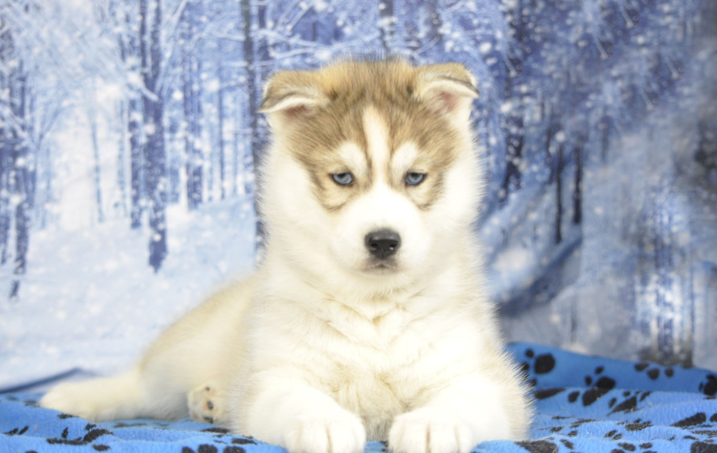 Angel Inside's - Chiots disponibles - Siberian Husky