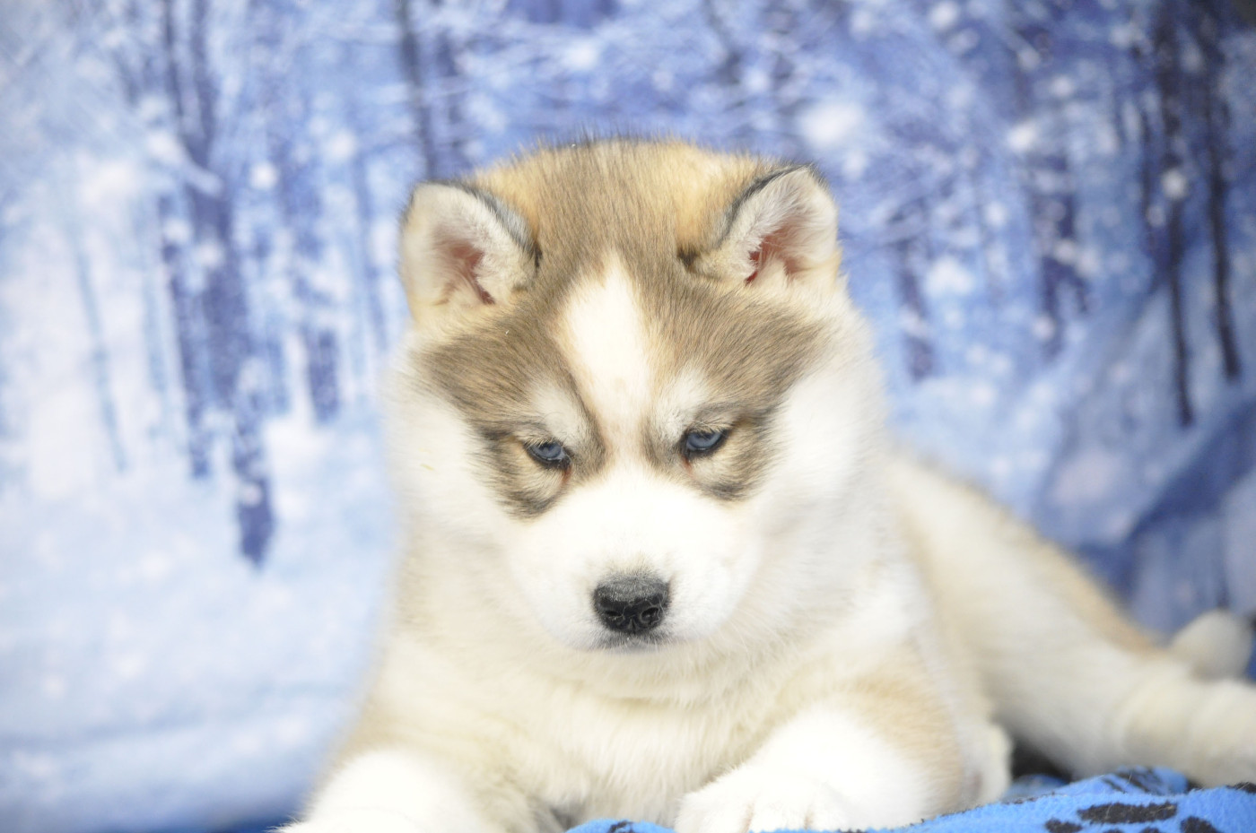 Angel Inside's - Siberian Husky - Portée née le 15/12/2025