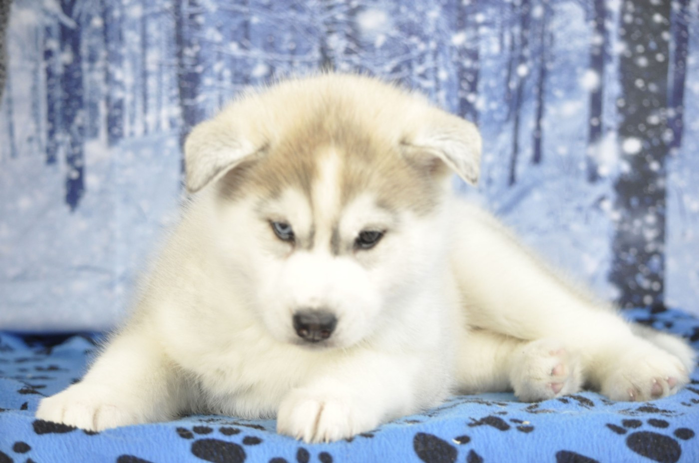 Angel Inside's - Chiots disponibles - Siberian Husky