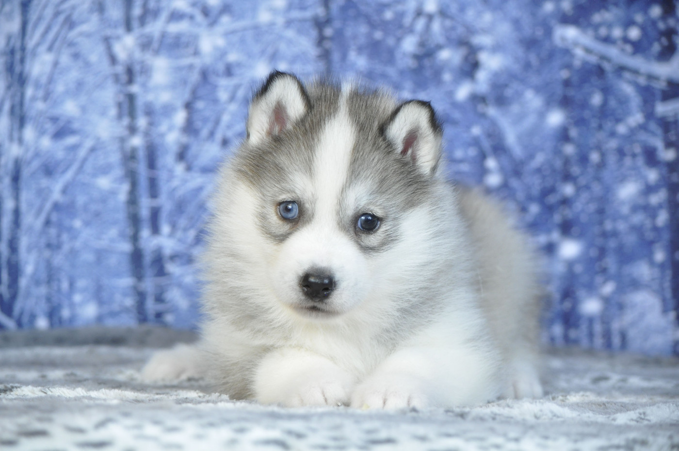 Angel Inside's - Chiots disponibles - Siberian Husky