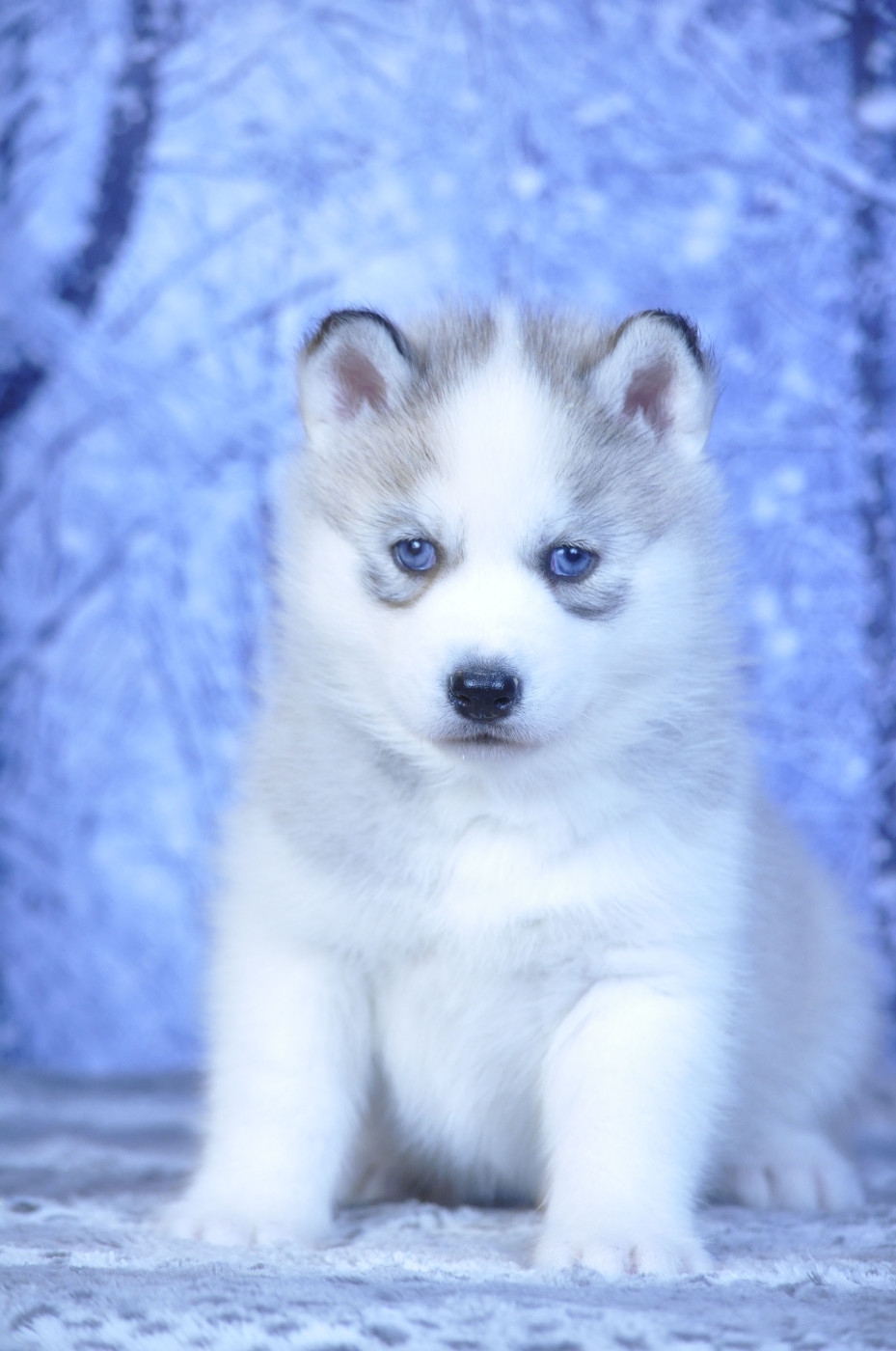 Angel Inside's - Chiots disponibles - Siberian Husky