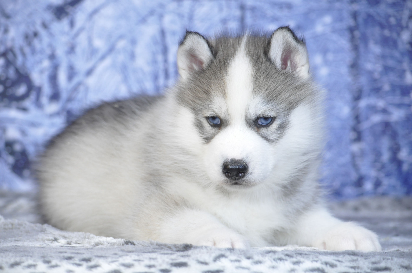 Angel Inside's - Chiots disponibles - Siberian Husky
