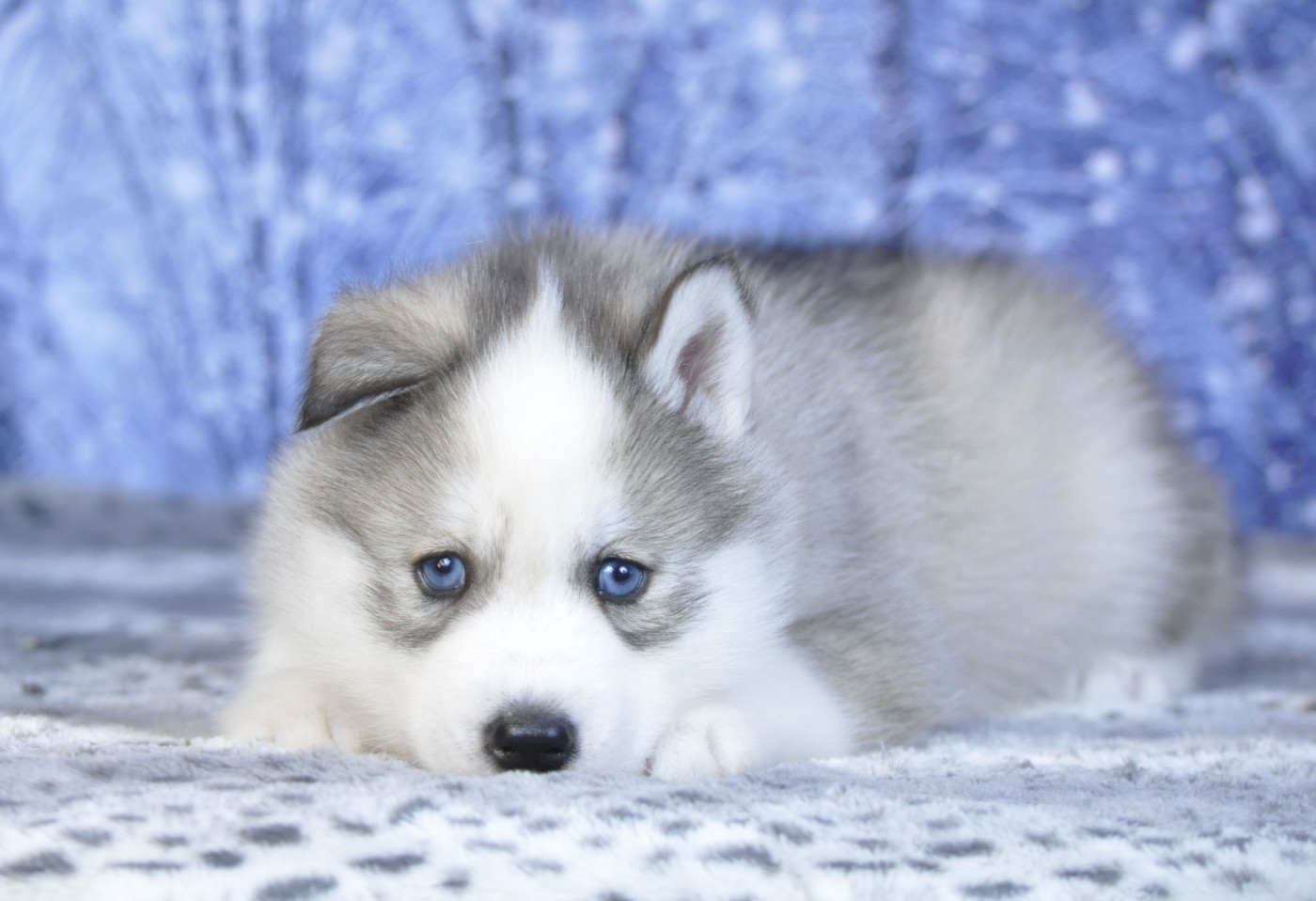 Angel Inside's - Chiots disponibles - Siberian Husky