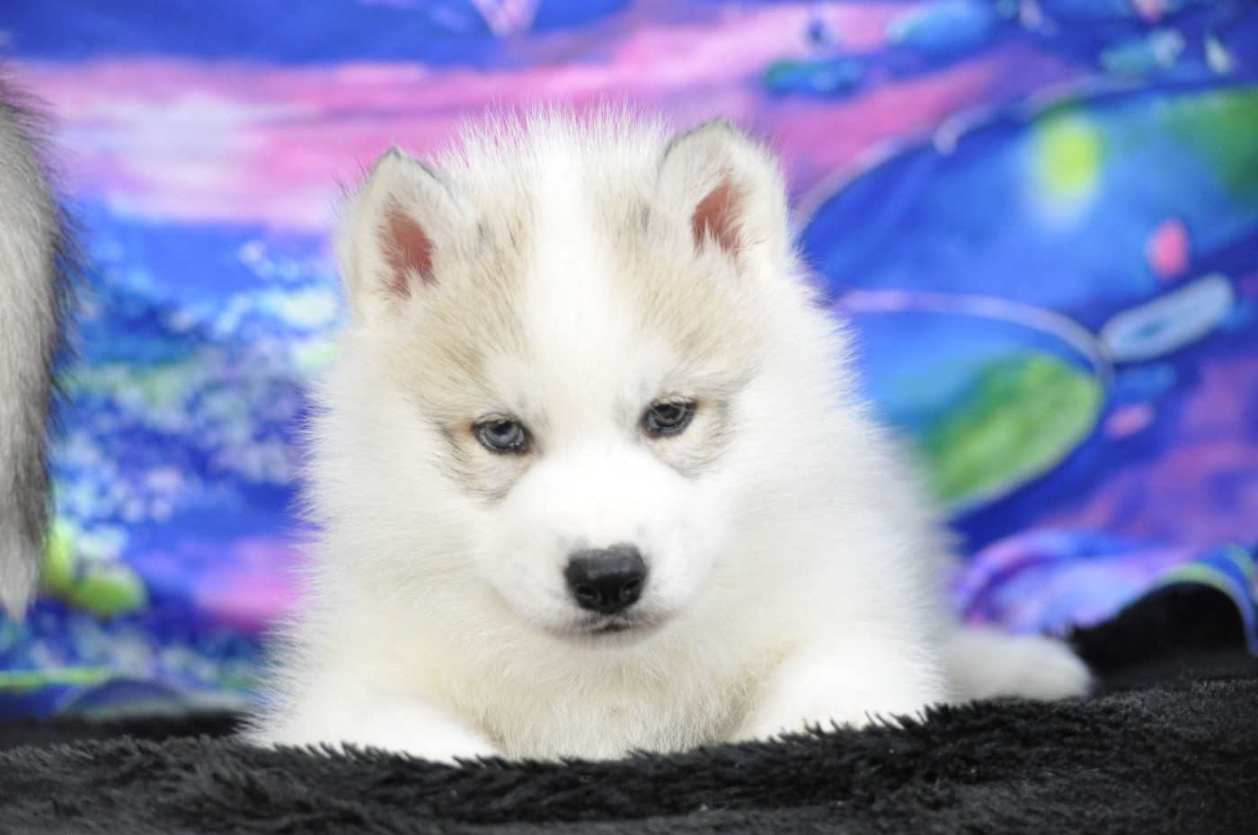Angel Inside's - Chiots disponibles - Siberian Husky