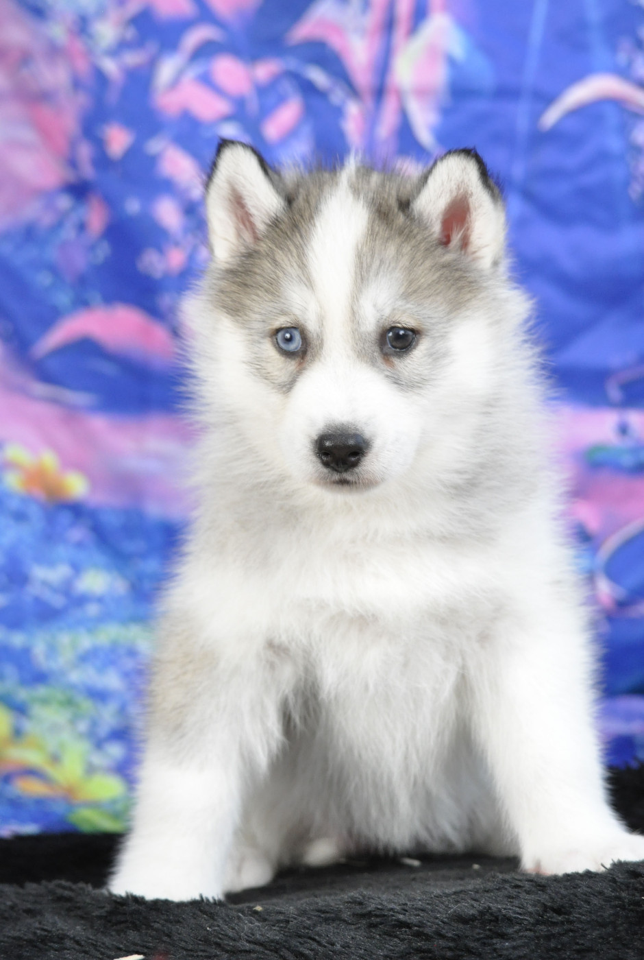 Angel Inside's - Chiots disponibles - Siberian Husky