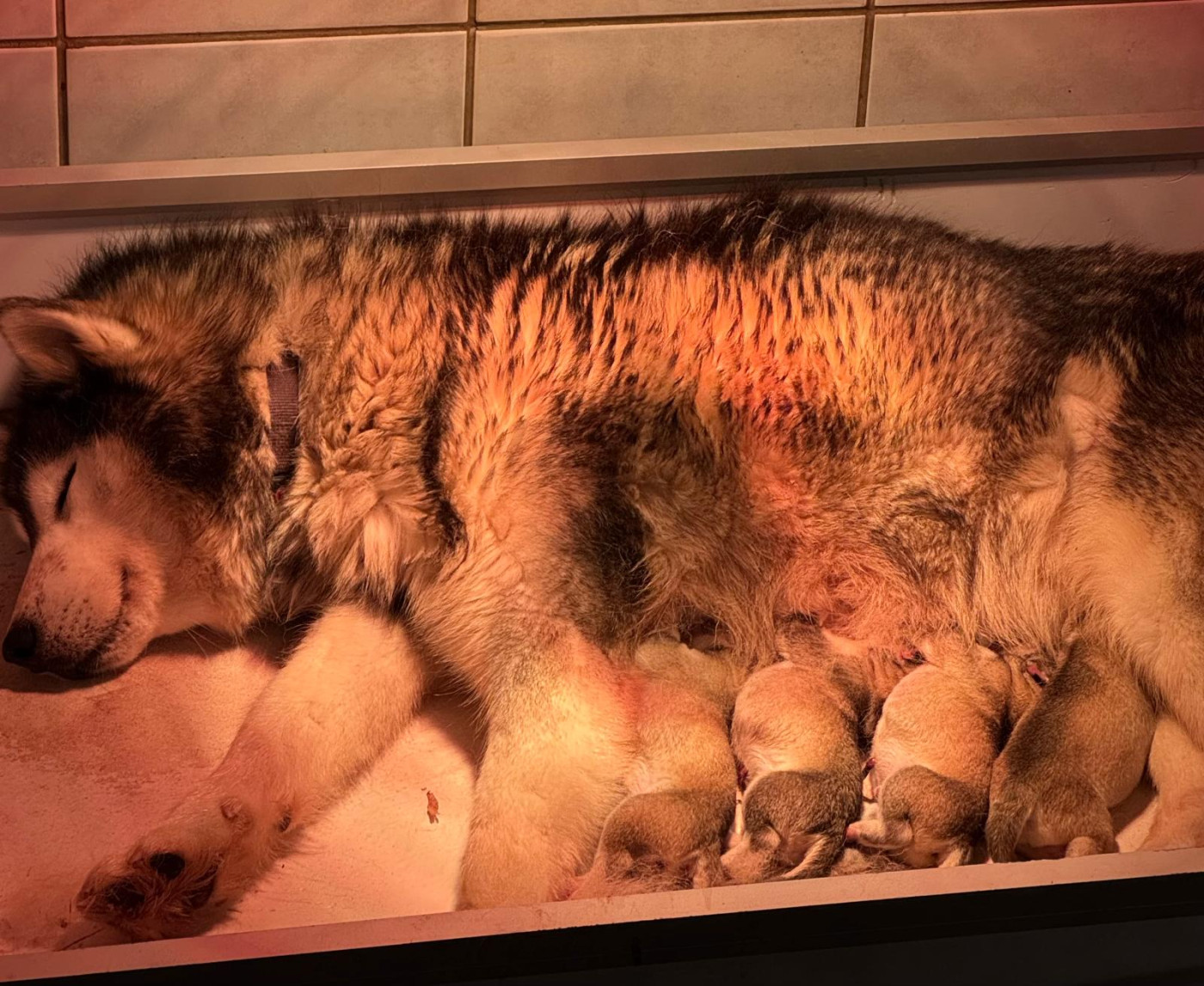 Angel Inside's - Chiots disponibles - Siberian Husky