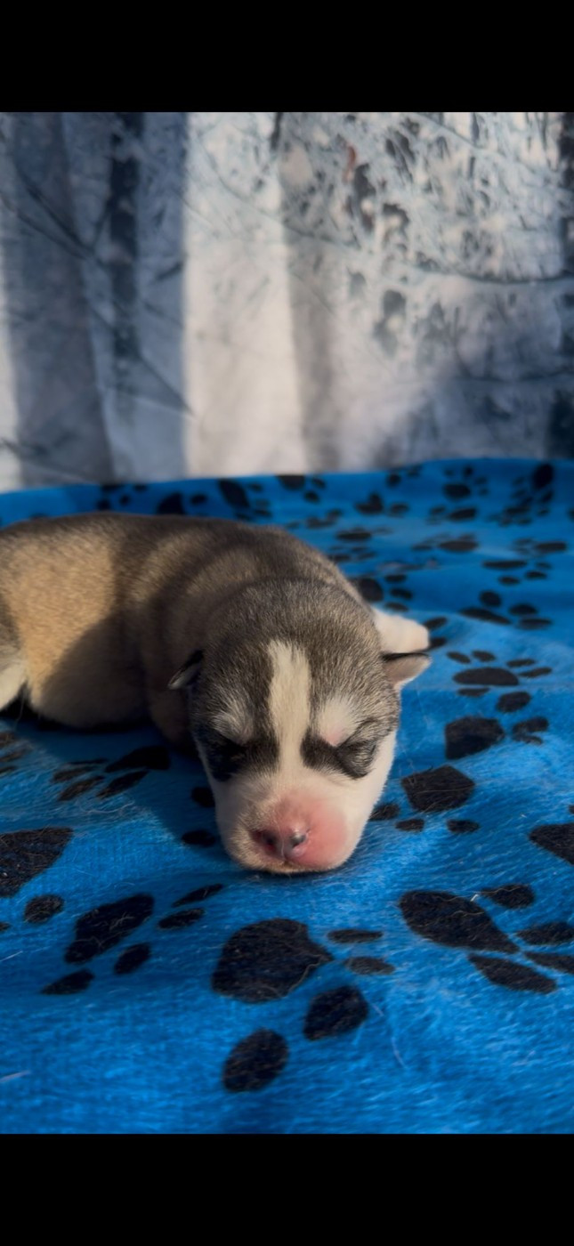 Angel Inside's - Chiots disponibles - Siberian Husky