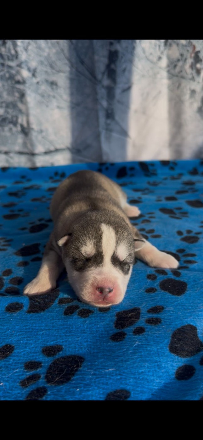 Angel Inside's - Chiots disponibles - Siberian Husky