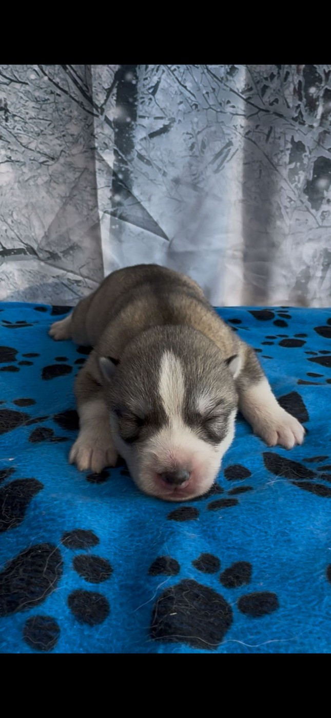 Angel Inside's - Chiots disponibles - Siberian Husky